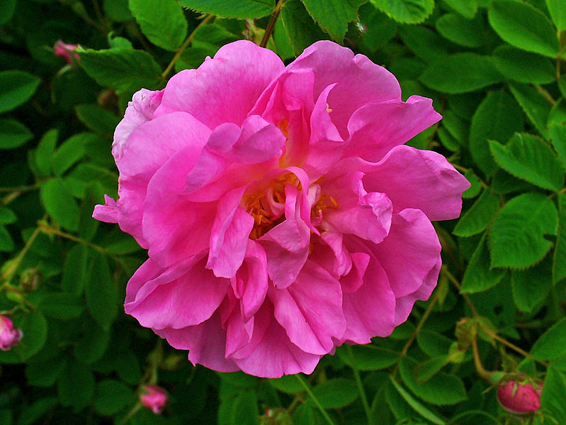 Damask rose